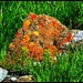 I'm Likin'  this Lichen... by soylentgreenpics