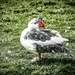 Muscovy duck by stuart46