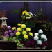 Floral Arrangement. by happysnaps