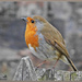 A Very Friendly Robin by carolmw
