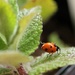 Little ladybird by orchid99