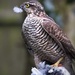 Sparrow hawk with lunch. by gamelee