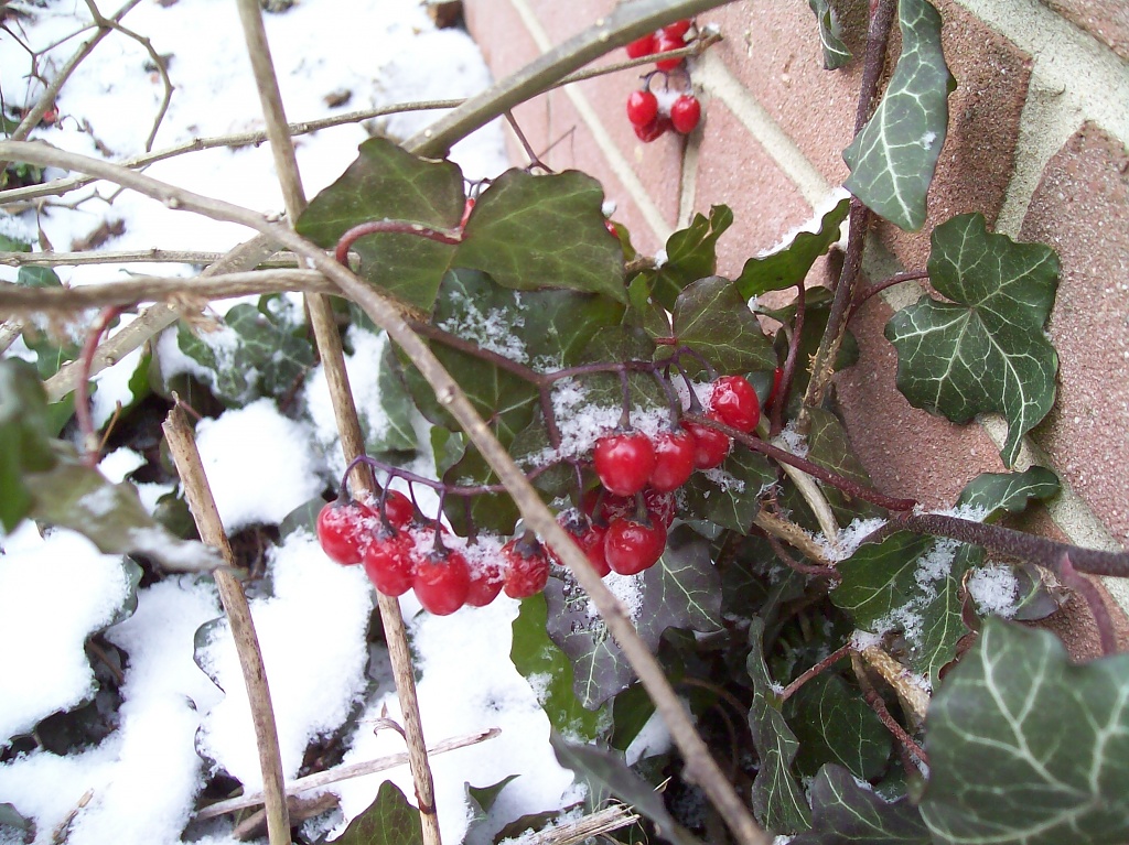 Snow Berries by julie