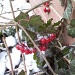 Snow Berries by julie