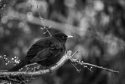 1st Mar 2016 - blackbird b/w #265