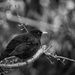 blackbird b/w #265 by ricaa
