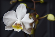 24th Mar 2016 - First orchid bloom