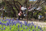 24th Mar 2016 - Bluebonnets and Sneakers