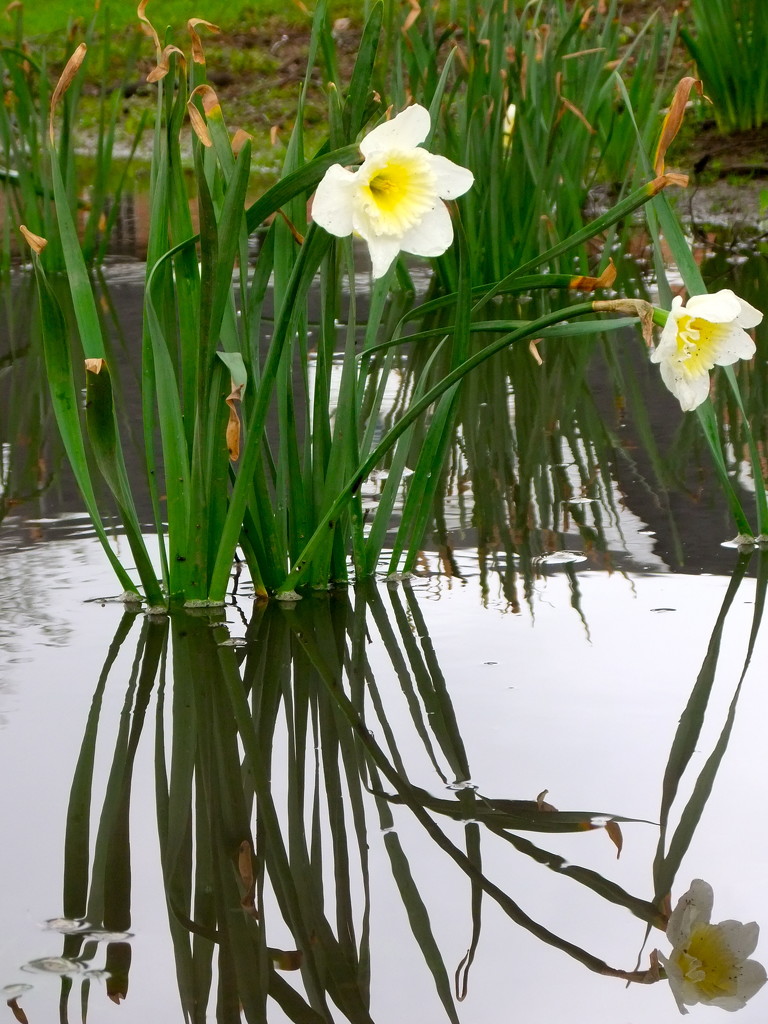 March Showers, March Flowers by gratitudeyear