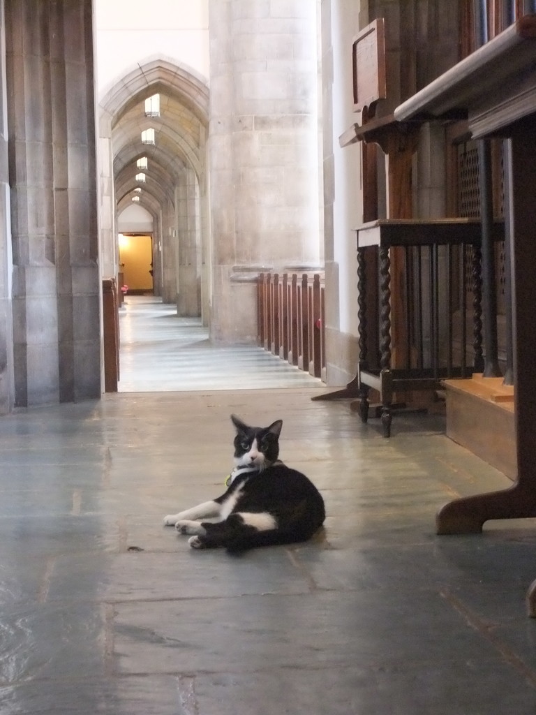 Cathedral Cat by gratitudeyear