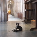 Cathedral Cat by gratitudeyear