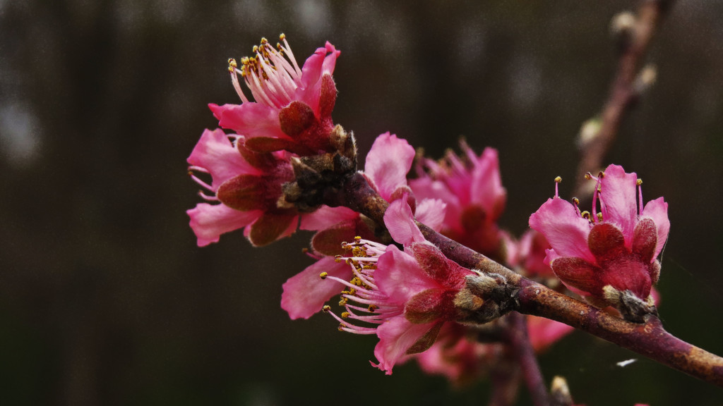 Pink Blossoms by milaniet
