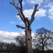 Tree sculpture  by bilbaroo