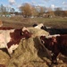Woodbridge cows by bilbaroo