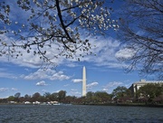 18th Mar 2016 - The Washington Monument