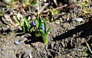 23rd Mar 2016 - the sweet little promise of spring