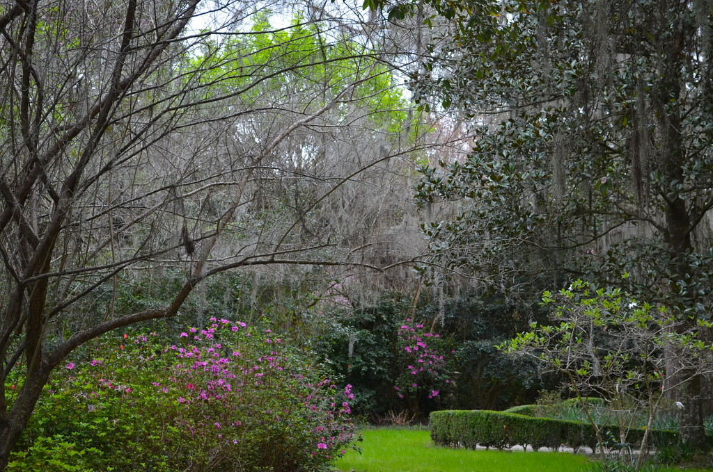 One of the most peaceful and beautiful places in Magnolia Gardens, Charleston, SC.  It is special in all four seasons.   by congaree