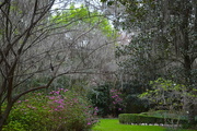 25th Mar 2016 - One of the most peaceful and beautiful places in Magnolia Gardens, Charleston, SC.  It is special in all four seasons.  
