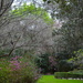 One of the most peaceful and beautiful places in Magnolia Gardens, Charleston, SC.  It is special in all four seasons.   by congaree