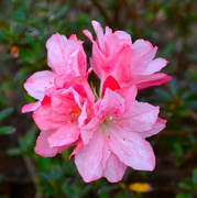 25th Mar 2016 - An unusual and magnificent variety of azalea, Magnolia Gardens