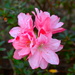 An unusual and magnificent variety of azalea, Magnolia Gardens by congaree
