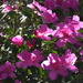 Sunlit azaleas, Magnolia Gardens by congaree