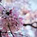 Weeping Cherry by tracys