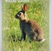 Easter Bunny... by julzmaioro