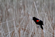 23rd Mar 2016 - Red-Winged Blackbird