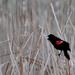 Red-Winged Blackbird by kareenking