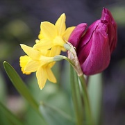 25th Mar 2016 - daffodils and a tulip....
