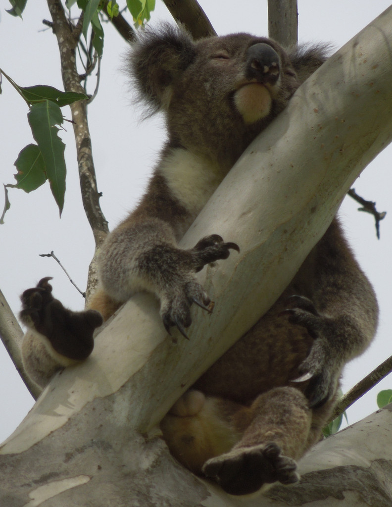sleepy hendrix by koalagardens