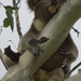 sleepy hendrix by koalagardens