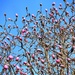 Magnolia by swillinbillyflynn