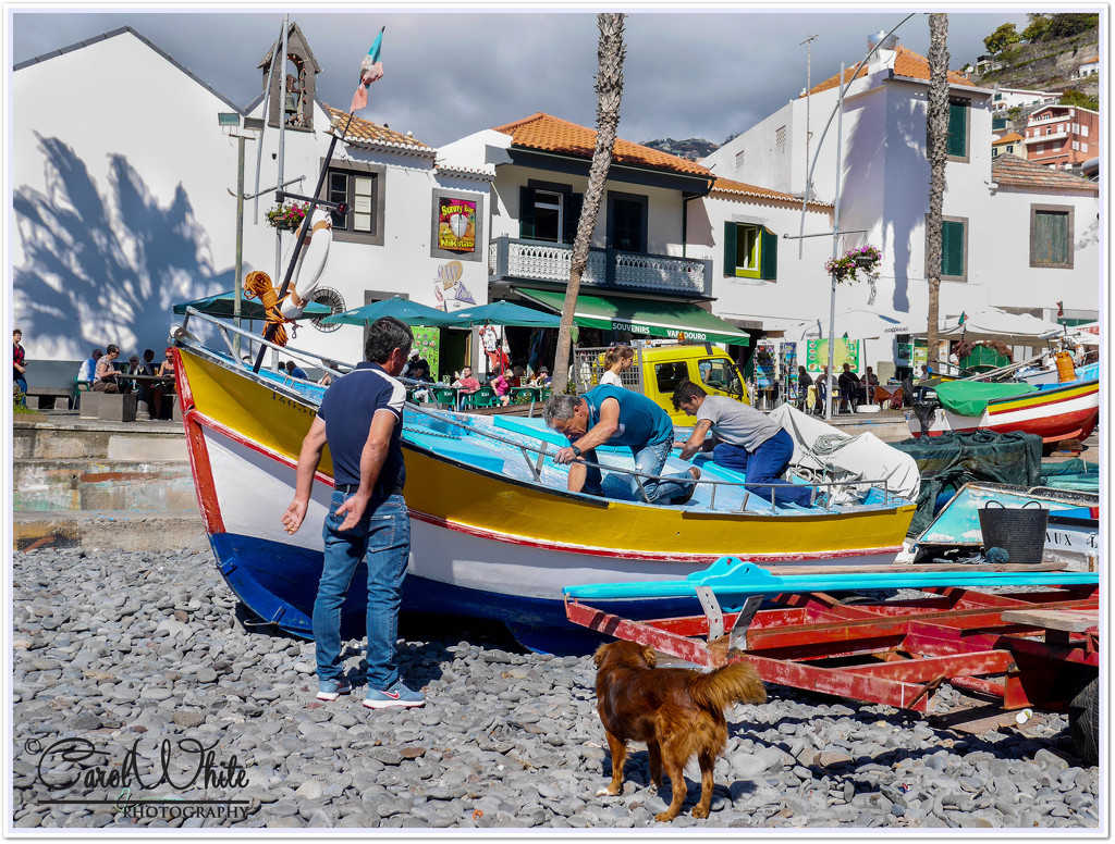 Fishing Boats At Camara de Lobos by carolmw