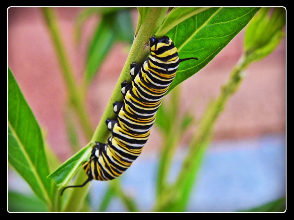 Caterpillar by yorkshirekiwi