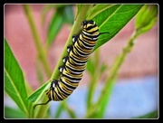 25th Mar 2016 - Caterpillar