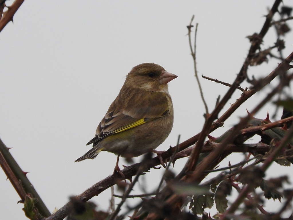 Greenfinch by oldjosh