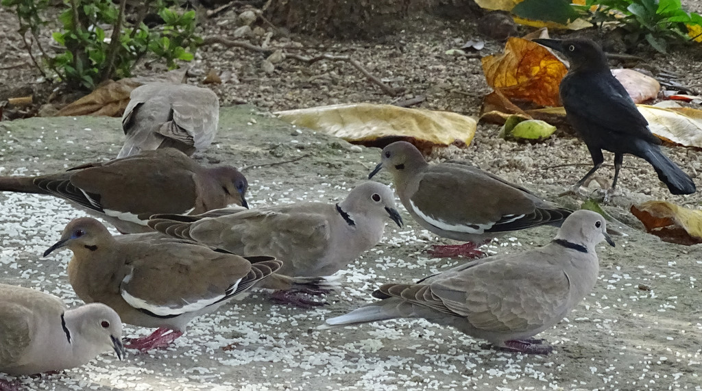 Mixed Flock of Doves by annepann