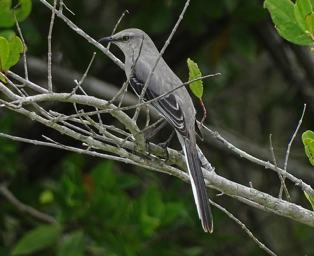 Tropical Mockingbird by annepann