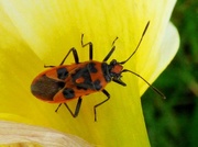 25th Mar 2016 - Black and Red Squash Bug (Corizus hyoscyami)