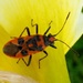 Black and Red Squash Bug (Corizus hyoscyami) by julienne1