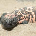 Gila Monster by leonbuys83