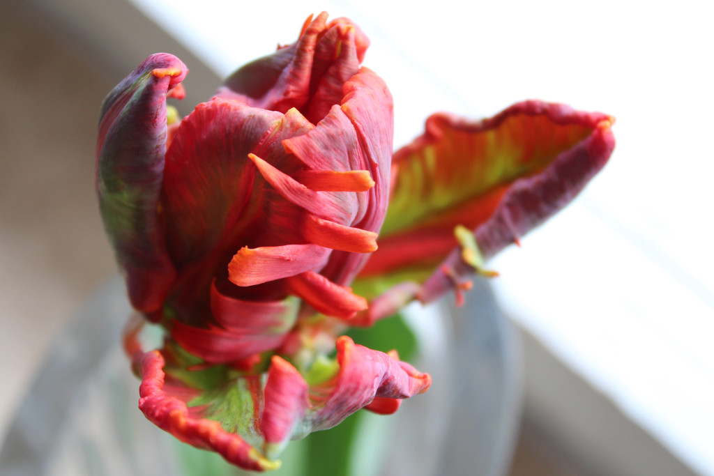 Crazy tulip by cherrymartina