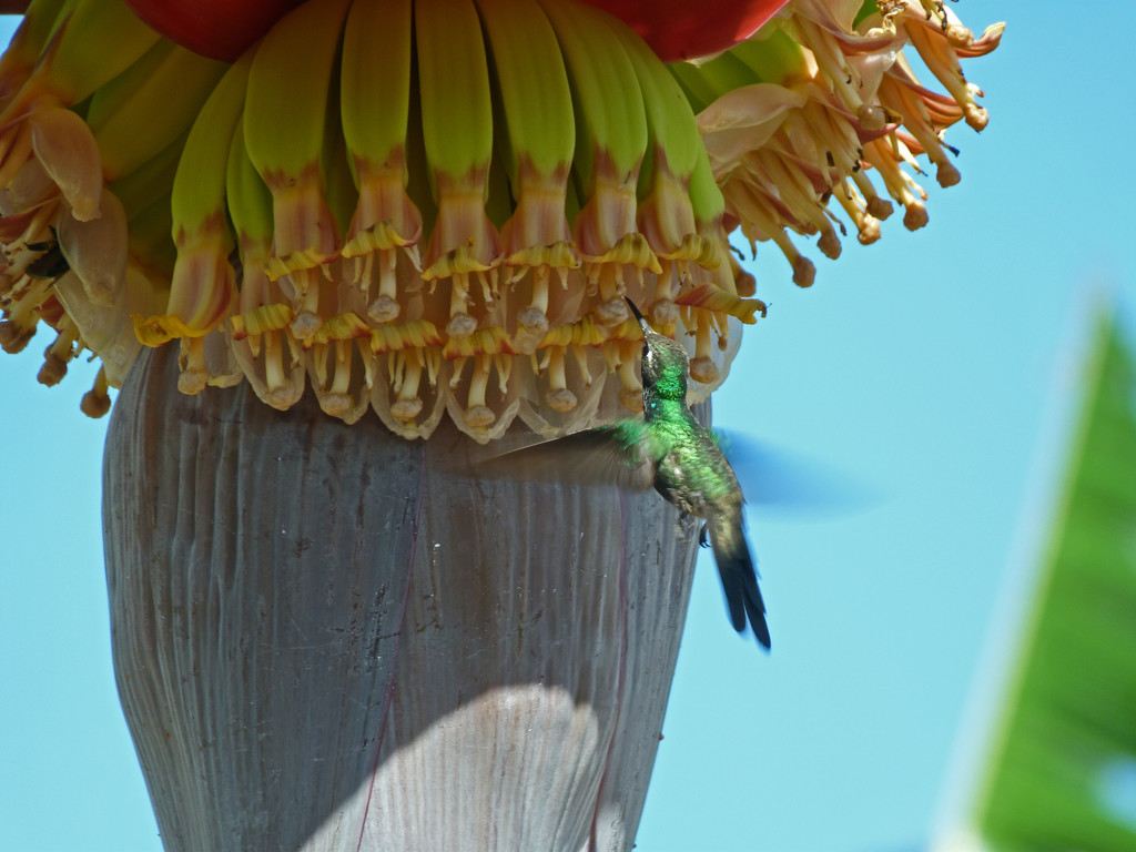 Cuban Emerald Hummingbird by shirleybankfarm