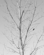 25th Mar 2016 - Black and White Red-Winged Blackbird