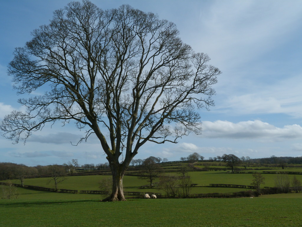 English countryside by shirleybankfarm