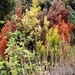 Many coloured bush. by denidouble