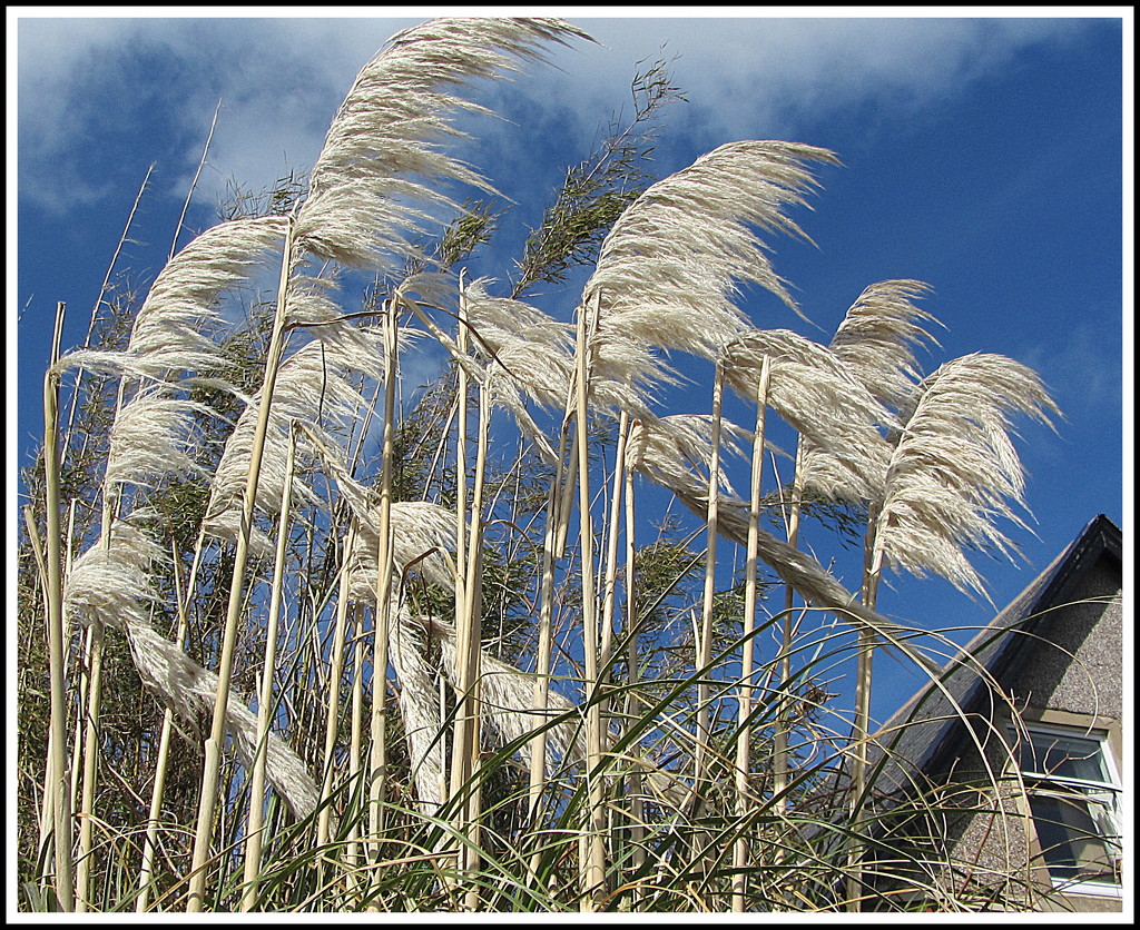 The wind in the pampas grass. by grace55