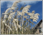 25th Mar 2016 - The wind in the pampas grass.
